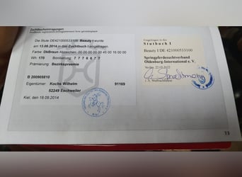 Holsteiner, Stute, 14 Jahre, 172 cm, Schwarzbrauner
