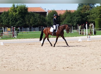 Holsteiner, Stute, 14 Jahre, 173 cm, Dunkelbrauner