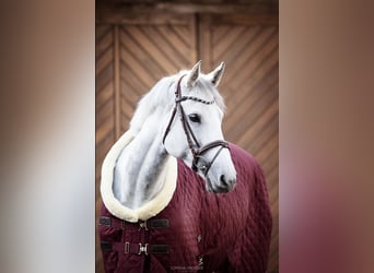 Holsteiner, Stute, 14 Jahre, 174 cm, Schimmel