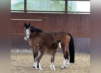 Holsteiner, Stute, 14 Jahre, 175 cm, Brauner