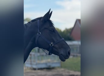 Holsteiner, Stute, 14 Jahre, 175 cm, Rappe