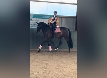 Holsteiner, Stute, 14 Jahre, 179 cm