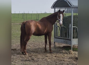 Holsteiner, Stute, 15 Jahre, 165 cm, Fuchs