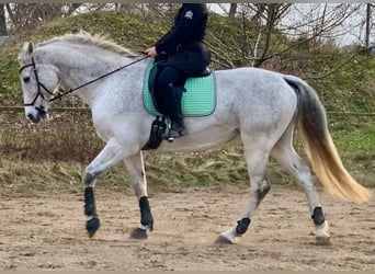 Holsteiner, Stute, 15 Jahre, 165 cm, Schimmel