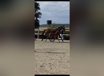 Holsteiner, Stute, 15 Jahre, 166 cm, Brauner