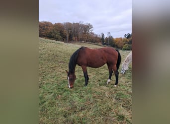 Holsteiner, Stute, 15 Jahre, 166 cm, Brauner