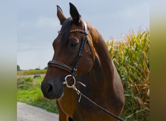 Holsteiner, Stute, 15 Jahre, 166 cm, Brauner