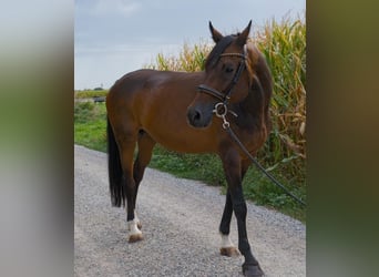 Holsteiner, Stute, 15 Jahre, 166 cm, Brauner