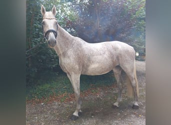 Holsteiner, Stute, 15 Jahre, 168 cm, Fliegenschimmel