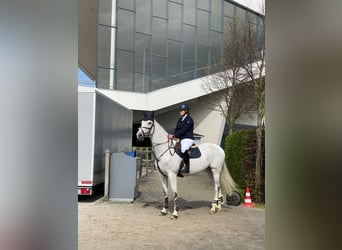 Holsteiner, Stute, 15 Jahre, 168 cm, Schimmel