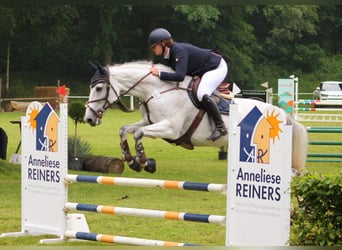 Holsteiner, Stute, 15 Jahre, 168 cm, Schimmel