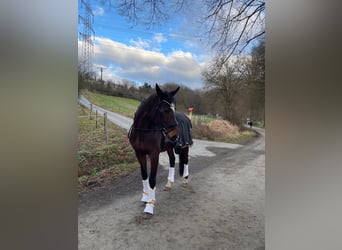 Holsteiner, Stute, 15 Jahre, 170 cm, Brauner