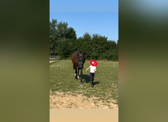 Holsteiner, Stute, 15 Jahre, 170 cm, Brauner