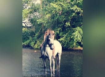 Holsteiner, Stute, 15 Jahre, 170 cm, Schimmel