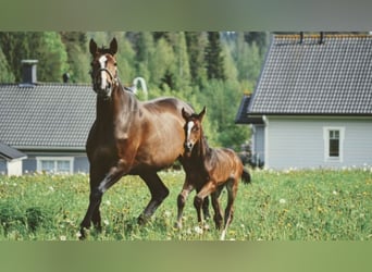 Holsteiner, Stute, 15 Jahre, 180 cm