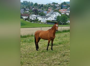 Holsteiner, Stute, 15 Jahre, Brauner