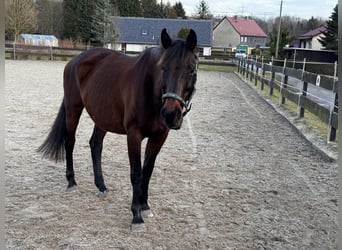 Holsteiner, Stute, 16 Jahre, 163 cm, Brauner