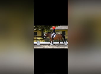 Holsteiner, Stute, 16 Jahre, 164 cm, Brauner