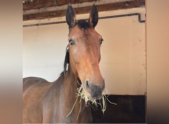 Holsteiner, Stute, 16 Jahre, 164 cm, Brauner