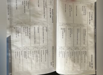 Holsteiner, Stute, 16 Jahre, 164 cm, Brauner