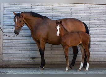 Holsteiner, Stute, 16 Jahre, 164 cm, Brauner