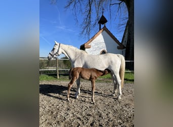 Holsteiner, Stute, 16 Jahre, 164 cm, Schimmel