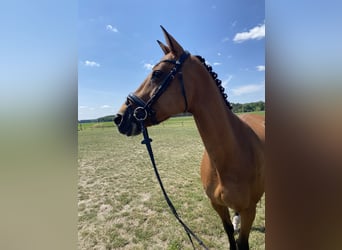 Holsteiner, Stute, 16 Jahre, 165 cm, Brauner