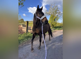 Holsteiner, Stute, 16 Jahre, 165 cm, Dunkelbrauner