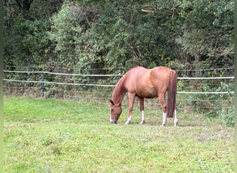 Holsteiner, Stute, 16 Jahre, 165 cm, Fuchs