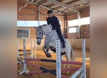 Holsteiner, Stute, 16 Jahre, 165 cm, Schimmel