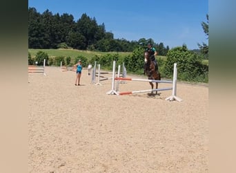 Holsteiner, Stute, 16 Jahre, 165 cm, Schimmel