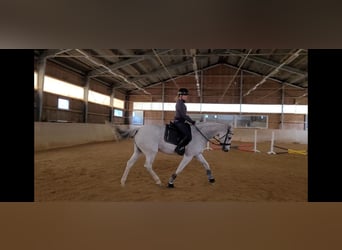 Holsteiner, Stute, 16 Jahre, 165 cm, Schimmel