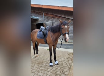 Holsteiner, Stute, 16 Jahre, 165 cm, Schimmel