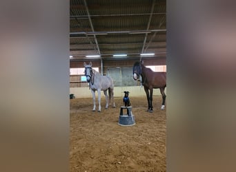 Holsteiner, Stute, 16 Jahre, 165 cm, Schimmel