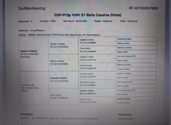 Holsteiner, Stute, 16 Jahre, 165 cm, Schimmel
