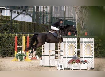 Holsteiner, Stute, 16 Jahre, 168 cm, Rappe