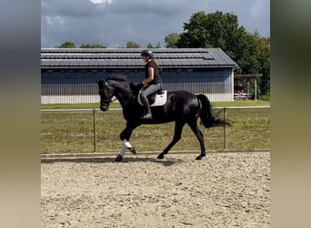 Holsteiner, Stute, 16 Jahre, 168 cm, Rappe