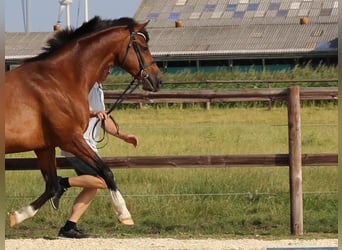 Holsteiner, Stute, 16 Jahre, 170 cm, Brauner