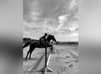 Holsteiner, Stute, 16 Jahre, 170 cm