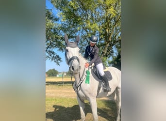 Holsteiner, Stute, 16 Jahre, 171 cm, Schimmel