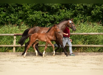 Holsteiner, Stute, 16 Jahre, 172 cm, Dunkelbrauner