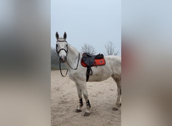 Holsteiner, Stute, 16 Jahre, 175 cm, Schimmel