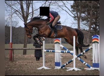 Holsteiner, Stute, 16 Jahre, 180 cm, Brauner