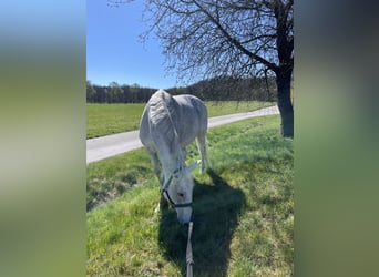 Holsteiner, Stute, 16 Jahre, Schimmel