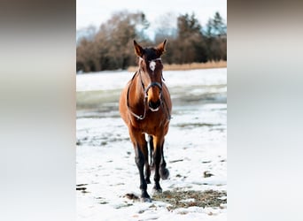 Holsteiner, Stute, 17 Jahre, 162 cm, Brauner