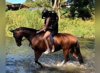 Holsteiner, Stute, 17 Jahre, 164 cm, Brauner