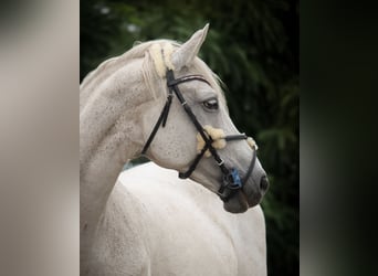 Holsteiner, Stute, 17 Jahre, 166 cm, Schimmel