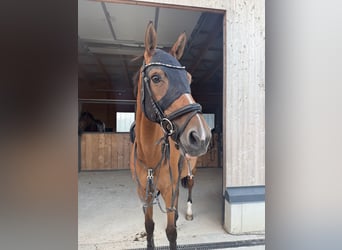 Holsteiner, Stute, 17 Jahre, 170 cm, Brauner