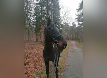 Holsteiner, Stute, 17 Jahre, 172 cm, Schwarzbrauner