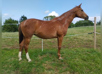 Holsteiner, Stute, 18 Jahre, 162 cm, Fuchs